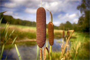 Рогоз (камыш)