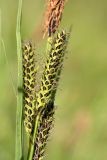 Осока водяная (Carex aquatilis)