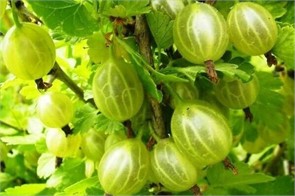 Крыжовник Балтийский