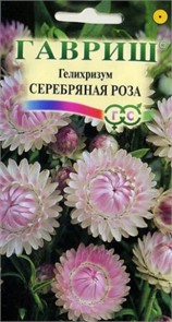 Гелихризум Серебряная роза Гавриш