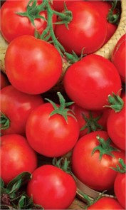 Томат Ранний 83 (УД) Е/П +50% БЕСПЛАТНО