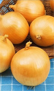 Лук репчатый Само совершенство (УД) Е/П