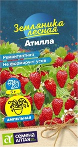 Земляника Атилла ремонтант (Семена Алтая)