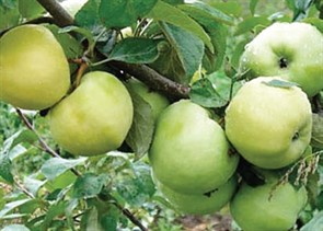 Яблоня Антоновка