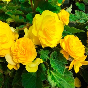 Бегония Дабл Еллоу желтая