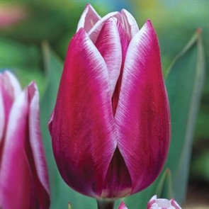 Тюльпаны Синейда Блю Tulip Synaeda Blue