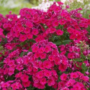 Флокс Кирхенфюрст