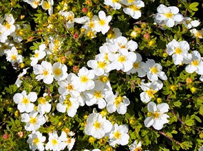 Курильский чай Лапчатка Священное дерево