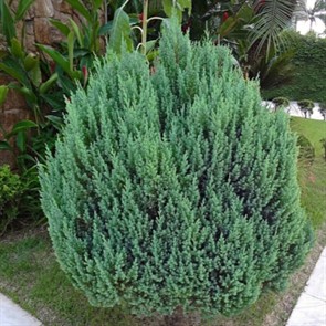 Можжевельник китайский Стрикта Stricta