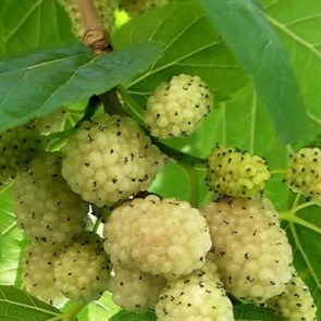 {{productViewItem.photos[photoViewList.activeNavIndex].Alt || productViewItem.photos[photoViewList.activeNavIndex].Description || 'Шелковица Медовая белая'}}