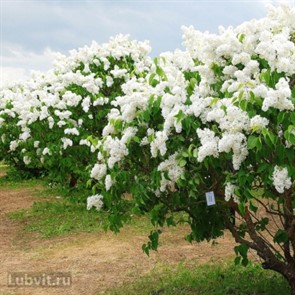 Сирень Маленький Принц