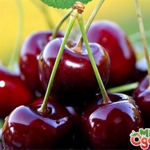 Вишня Драгоценный Кармин