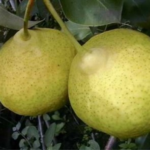 Груша Пермячка
