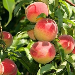 Персик Уральский Уралец