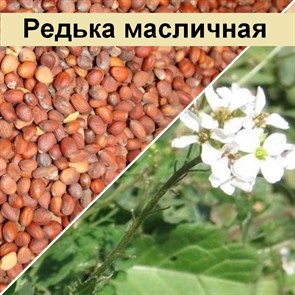 Редька масличная