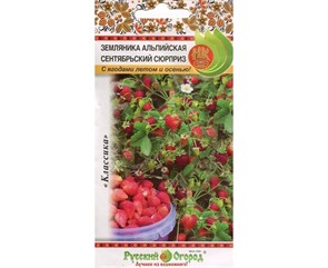 Земляника альпийская Сентябрьский сюрприз Русский огород