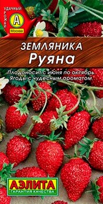 Земляника Руяна  Аэлита