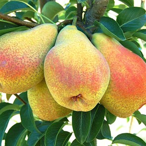 Груша Фаворитка