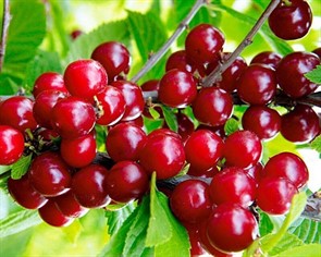 Вишня Натали войлочная