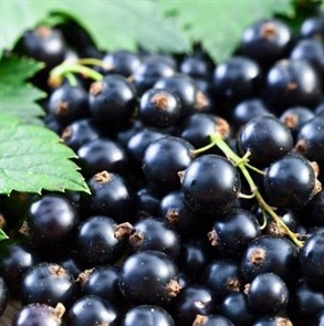 Смородина черная Изюмная Смородина черная Изюмная