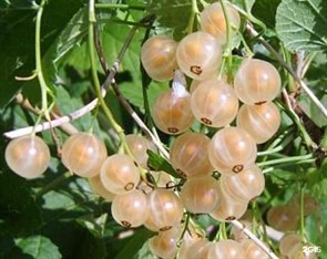 Смородина белая Алмазная Смородина белая Алмазная