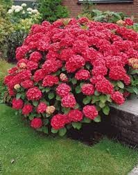 Гортензия крупнолистная Огненно-красная