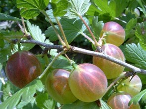 КРЫЖОВНИК МУРОМЕЦ