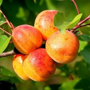 Абрикос Свердловский ранний