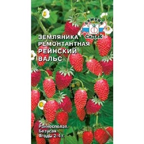 ЗЕМЛЯНИКА РЕМОНТАНТНАЯ РЕЙНСКИЙ ВАЛЬС СЕДЕК