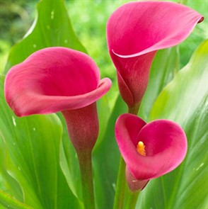 Калла Роял Плюм