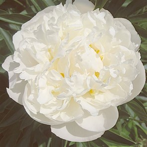 Пион Гардения молочноцветковый