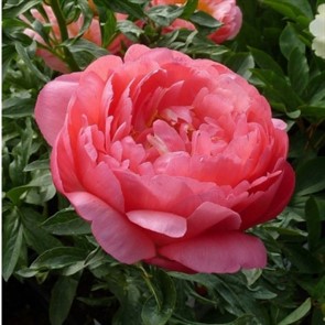 Пион Корал Сансет