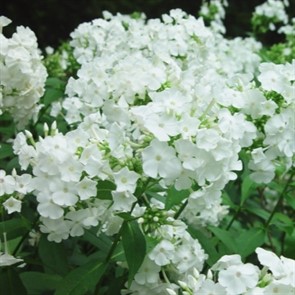 Флокс Давид метельчатый