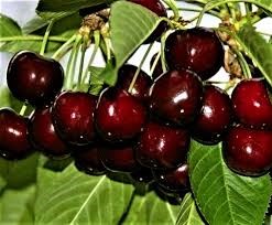Черешня крупноплодная Черешня крупноплодная