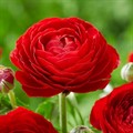 Ранункулюс красный 15 шт Сибирский Сад