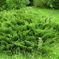 Можжевельник Казацкий Мас