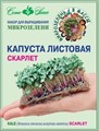 Микрозелень Капуста листовая Скарлет 2г Семко