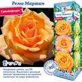 Роза Реми Мартин (Сиб Сад)грандифлора