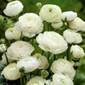 Лютик/ранункулюс Вайт азиатский 6/7 10шт