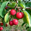 Яблоня Китайка арбузная