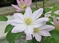 Клематис Этуаль Накри(Clematis Etoile Nacree)