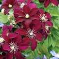 Клематис Ниобе (Niobe)
