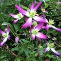 Клематис триждытройчатый Рубромаргината(triternata Rubromarginata)