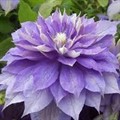 Клематис Кантесс оф Лавлейс (Countess of Lovelace)
