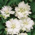Клематис Юкиокоши(Yukiokoshi)