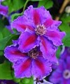 Клематис Ашва (Ashva)