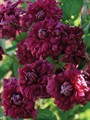 Клематис Пурпуреа Плена Элеганс махровый(Purpurea Plena Elegans)