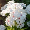 Флокс Попай метельчатый 1шт корень