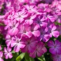 Флокс Ханна метельчатый 1шт корень