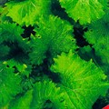 Горчица салатная Оливье 100шт СС